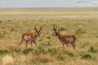 a pair of pronghorn antelope bucks on the prairie clipart