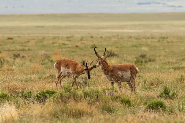 Een Paar Gaffelbok Antelope Dollar Prairie — Stockfoto