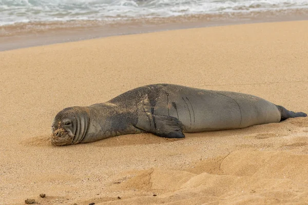 Endangered Hawaiian Monk Seal Maui Beach — Stock Photo, Image