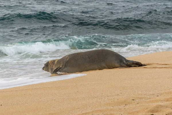 毛伊岛海滩上濒临灭绝的夏威夷和尚海豹 — 图库照片