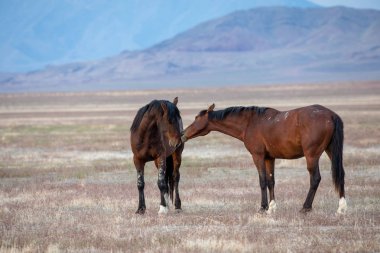 Utah çölünde bir çift vahşi at.