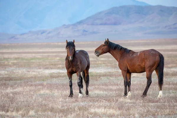 Para Dzikich Ogierów Pustyni Utah — Zdjęcie stockowe