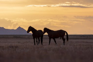 bir çöl Günbatımı kontrast yabani atı aygır çifti