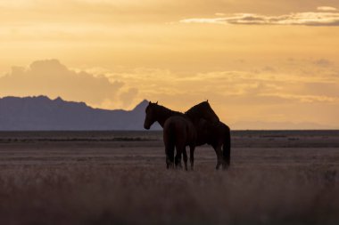 bir çöl Günbatımı kontrast yabani atı aygır çifti