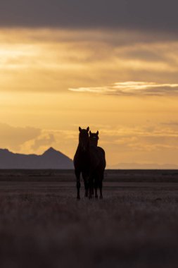 bir çöl Günbatımı kontrast yabani atı aygır çifti