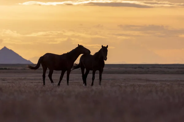 Dvojice Wild Horse Hřebců Siluetu Pouštní Západ Slunce — Stock fotografie