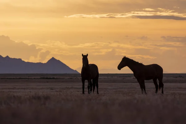 Pair Wild Horse Stallions Silhouetted Desert Sunset — Stock Photo, Image