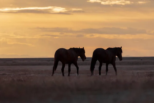 Par Sementales Caballos Salvajes Siluetas Atardecer Desierto — Foto de Stock