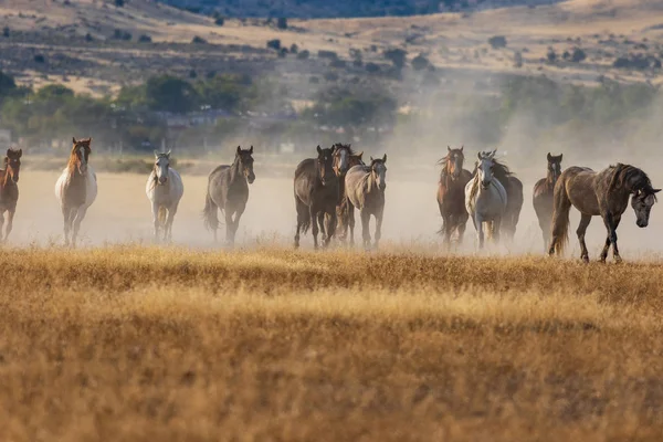 Stádo Divokých Koní Běžících Poušti Utah — Stock fotografie