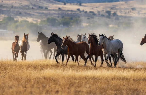 Uma Manada Cavalos Selvagens Correndo Deserto Utah — Fotografia de Stock