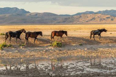 Yaz aylarında Utah çölde görkemli vahşi atlar sürüsü