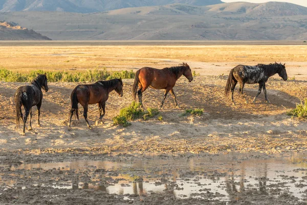 Herd Majestic Wild Horses Utah Desert Summer — Stock Photo, Image