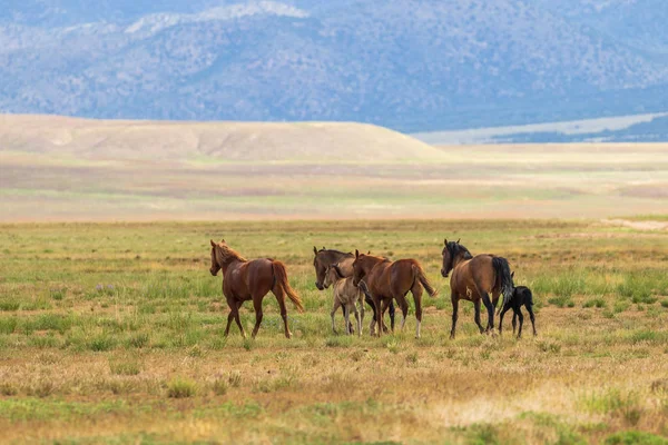 Stádo Majestátní Divokých Koní Poušti Utah Létě — Stock fotografie