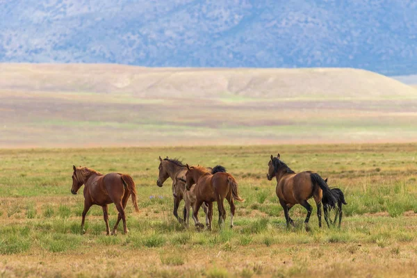 Uma Manada Majestosos Cavalos Selvagens Deserto Utah Verão — Fotografia de Stock