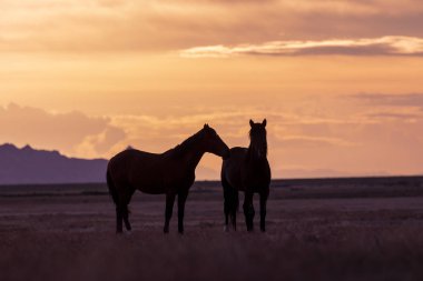 bir çift yabani atı aygır bir Utah çöl günbatımı