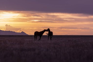 bir çift yabani atı aygır bir Utah çöl günbatımı