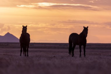 bir çift yabani atı aygır bir Utah çöl günbatımı