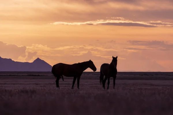 Dvojice Wild Horse Hřebců Utahu Pouštní Sunset — Stock fotografie