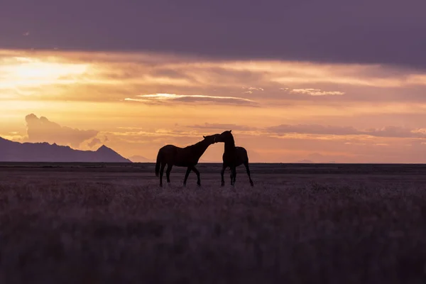 Egy Pár Vadon Élő Mének Utah Sivatagi Naplemente — Stock Fotó