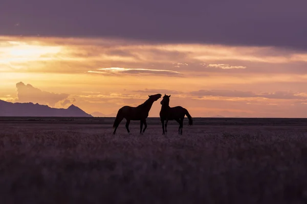 Dvojice Wild Horse Hřebců Utahu Pouštní Sunset — Stock fotografie