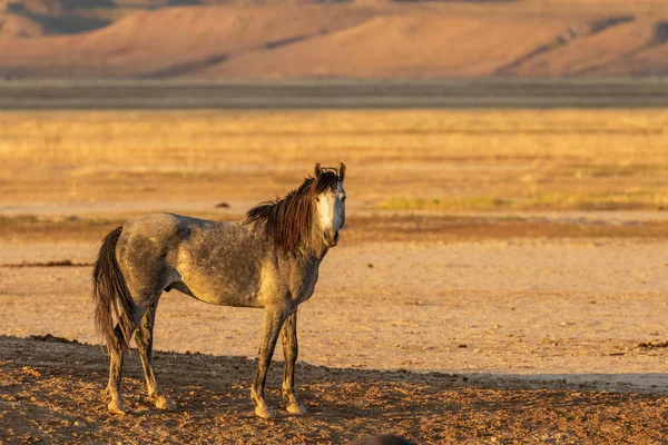 Majestoso Garanhão Selvagem Deserto Utah — Fotografia de Stock