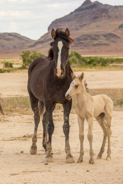 vahşi at kısrak ve Utah çölde onun Tay