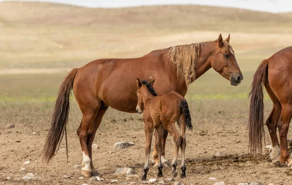 Koń Dziki Mare Jej Źrebak Pustyni Utah — Zdjęcie stockowe
