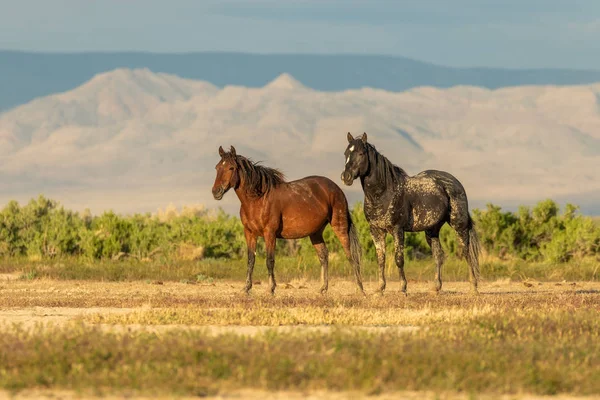 Herd Wild Horses Utah Desert Summer — Stock Photo, Image