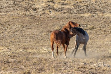 Uta çölünde savaşan bir çift vahşi at.