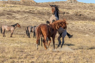 Uta çölünde savaşan bir çift vahşi at.