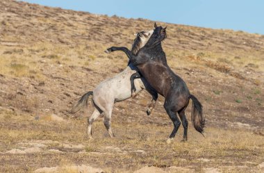 Uta çölünde savaşan bir çift vahşi at.