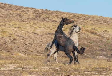 Uta çölünde savaşan bir çift vahşi at.