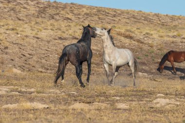 Uta çölünde savaşan bir çift vahşi at.
