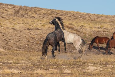 Uta çölünde savaşan bir çift vahşi at.