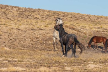 Uta çölünde savaşan bir çift vahşi at.