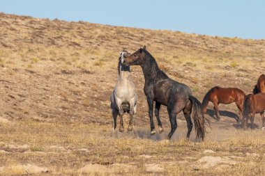 Uta çölünde savaşan bir çift vahşi at.