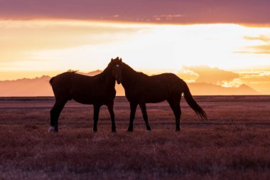 bir çift vahşi aygır günbatımında çölde atlar