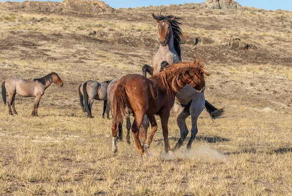 Uta çölünde savaşan bir çift vahşi at.