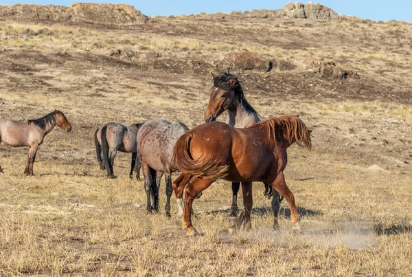 Een Paar Wilde Paard Hengsten Vechten Utah Woestijn — Stockfoto