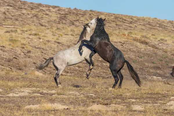 Uta çölünde savaşan bir çift vahşi at.