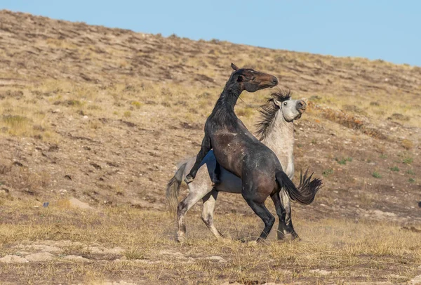 Uta çölünde savaşan bir çift vahşi at.