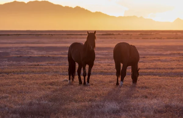 Par Caballos Salvajes Sementales Atardecer Desierto — Foto de Stock