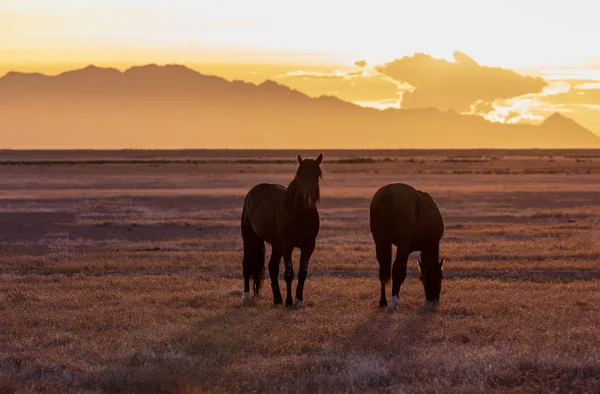 Par Cavalos Selvagens Garanhões Pôr Sol Deserto — Fotografia de Stock