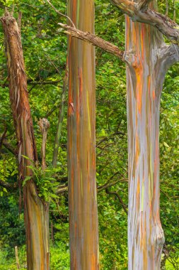 renkli gökkuşağı okaliptüs ağaçları Maui Adası