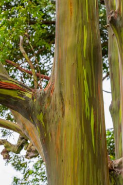 renkli gökkuşağı okaliptüs ağaçları Maui Adası