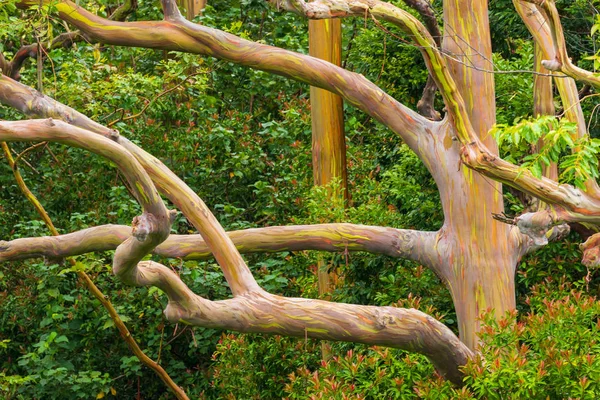 renkli gökkuşağı okaliptüs ağaçları Maui Adası