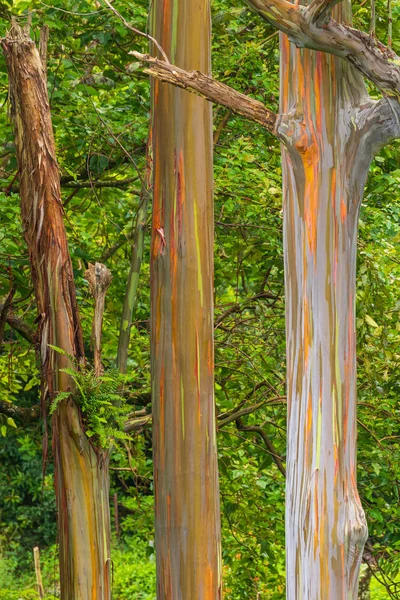 renkli gökkuşağı okaliptüs ağaçları Maui Adası