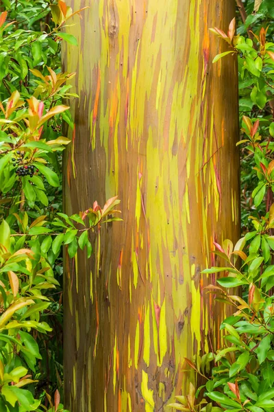 renkli gökkuşağı okaliptüs ağaçları Maui Adası