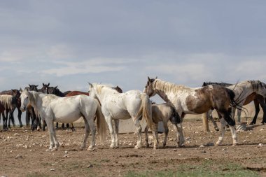 Utah çölünde vahşi bir at sürüsü.