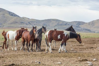 Utah çölünde vahşi bir at sürüsü.